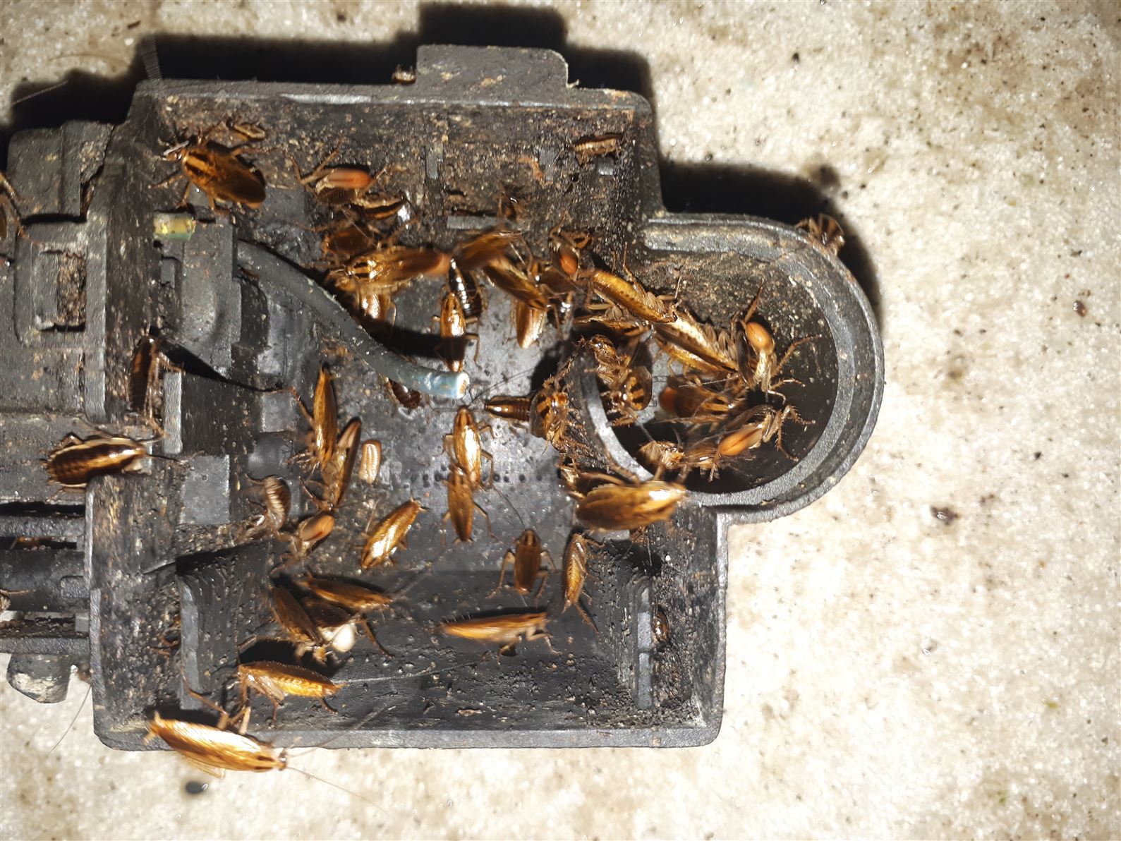 Especialista em Controle de Pragas