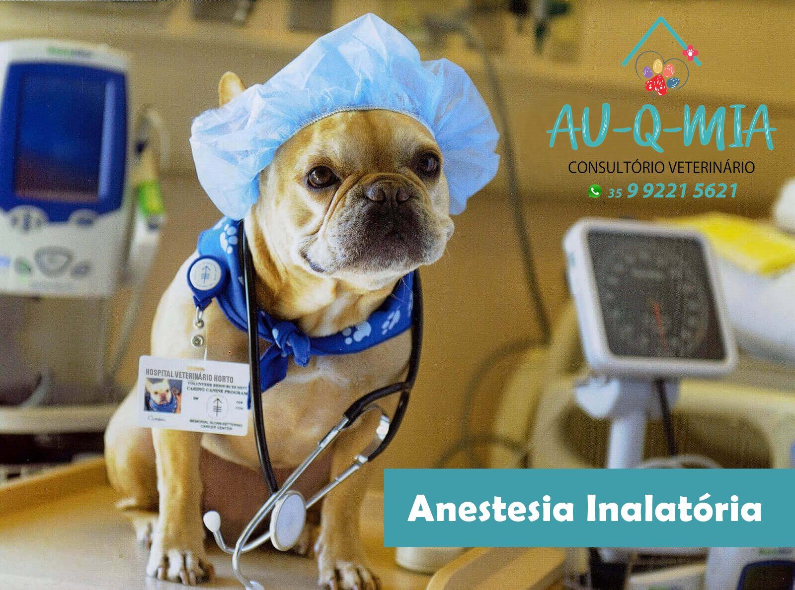 Novidade! Tudo com muita segurança para seu pet!