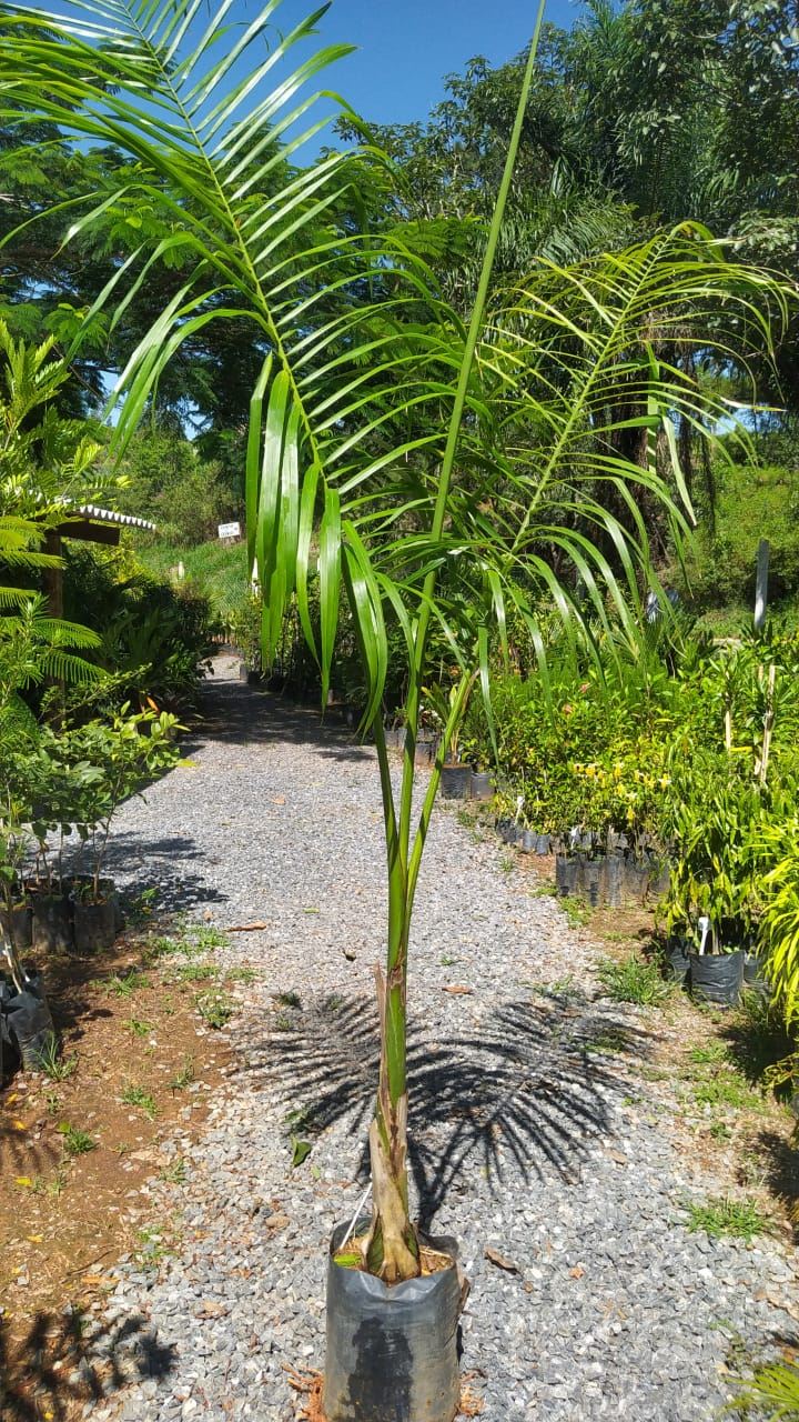 Viveiro Pontal