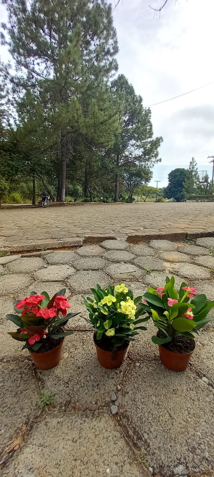 Viveiro Pontal