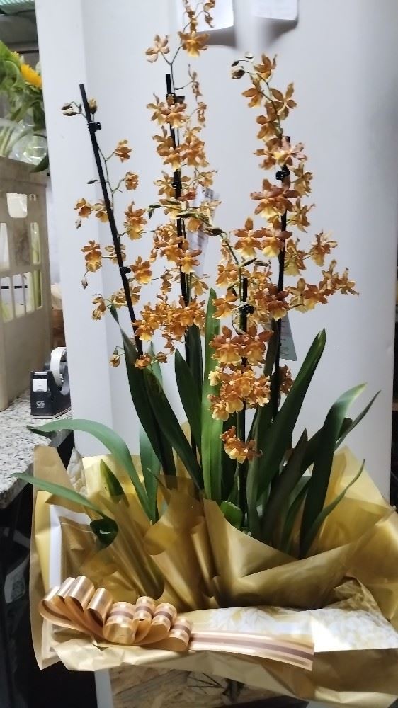 Orquídeas para presentear 