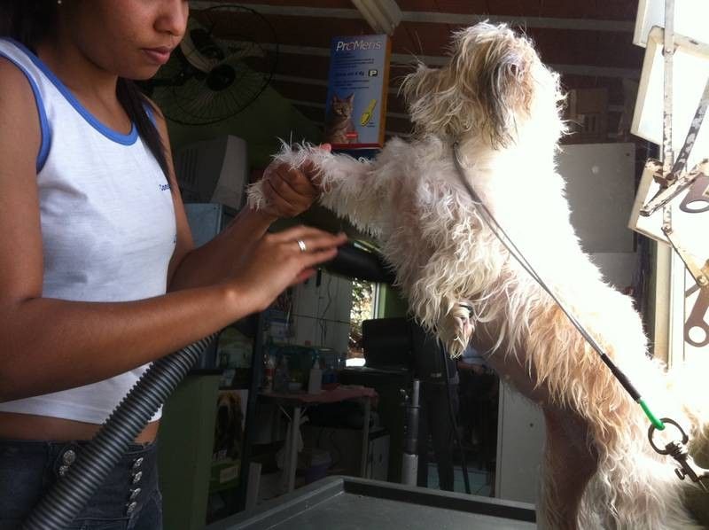 Cat Dog