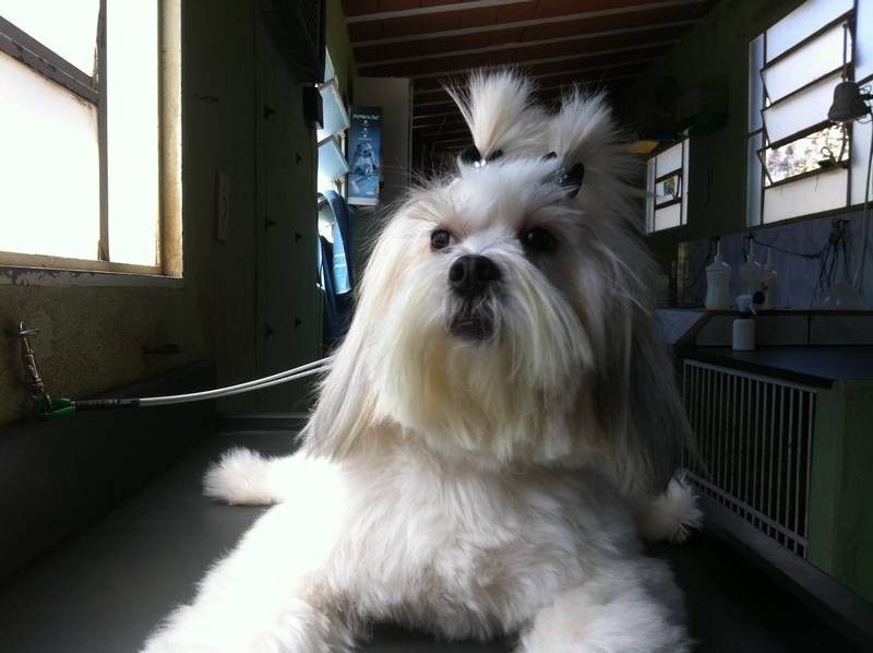 Cat Dog