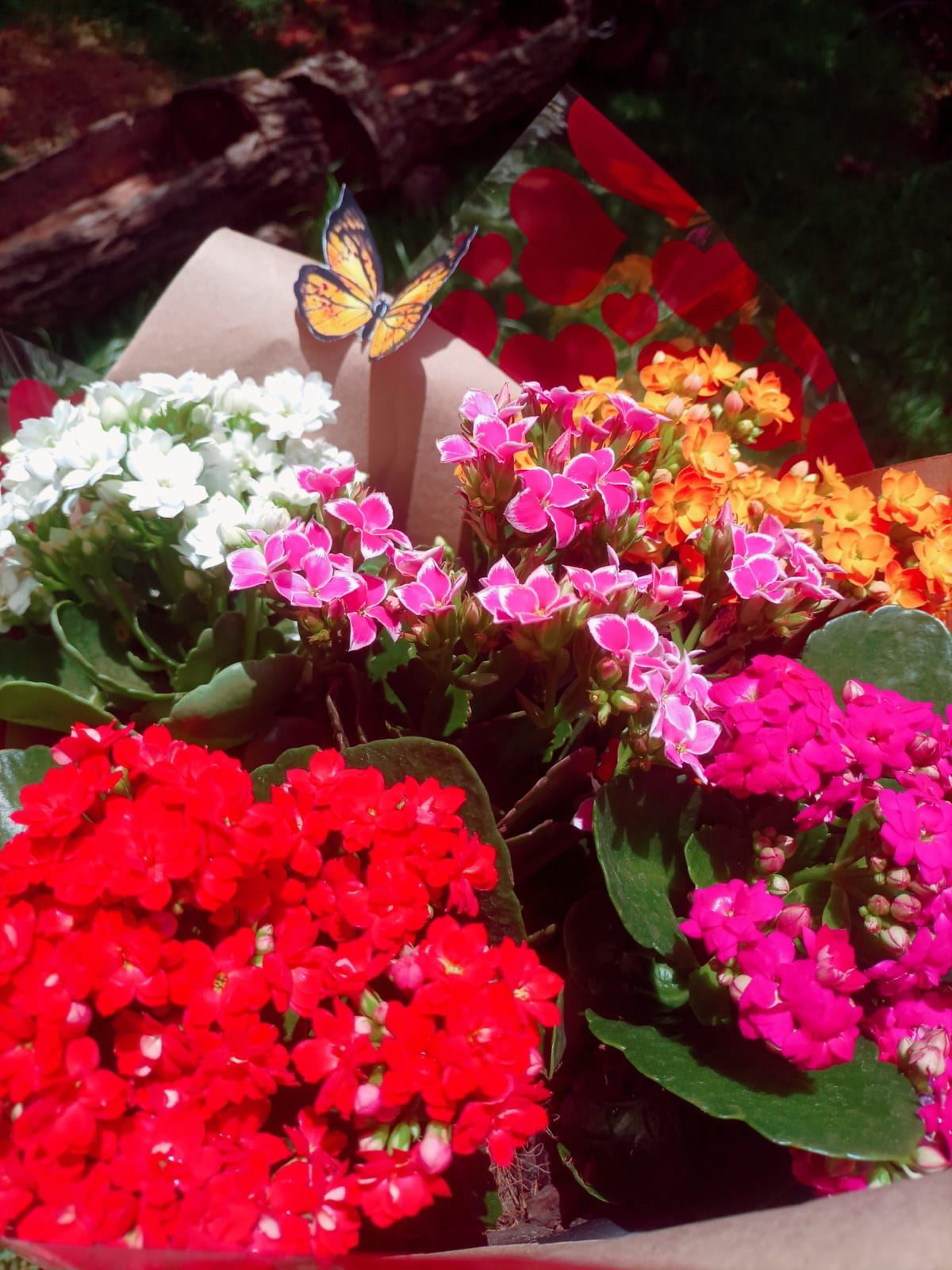 Floricultura Flore Ser - Passos/MG