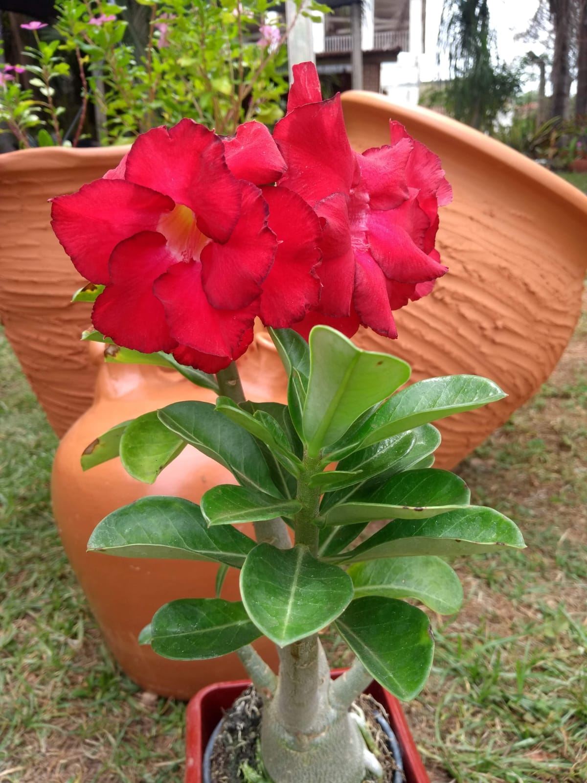 Floricultura Flore Ser - Passos/MG