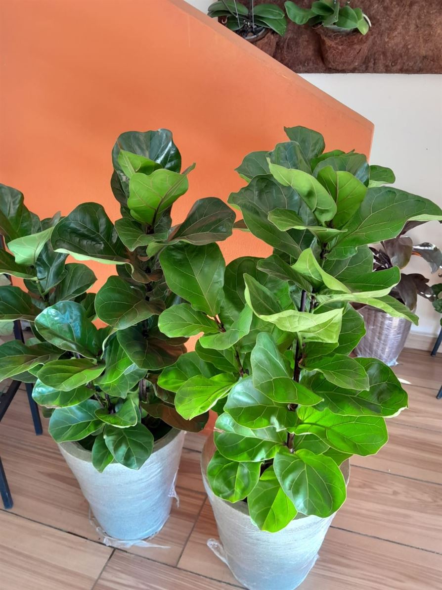 Floricultura e Presentes Santo Antonio