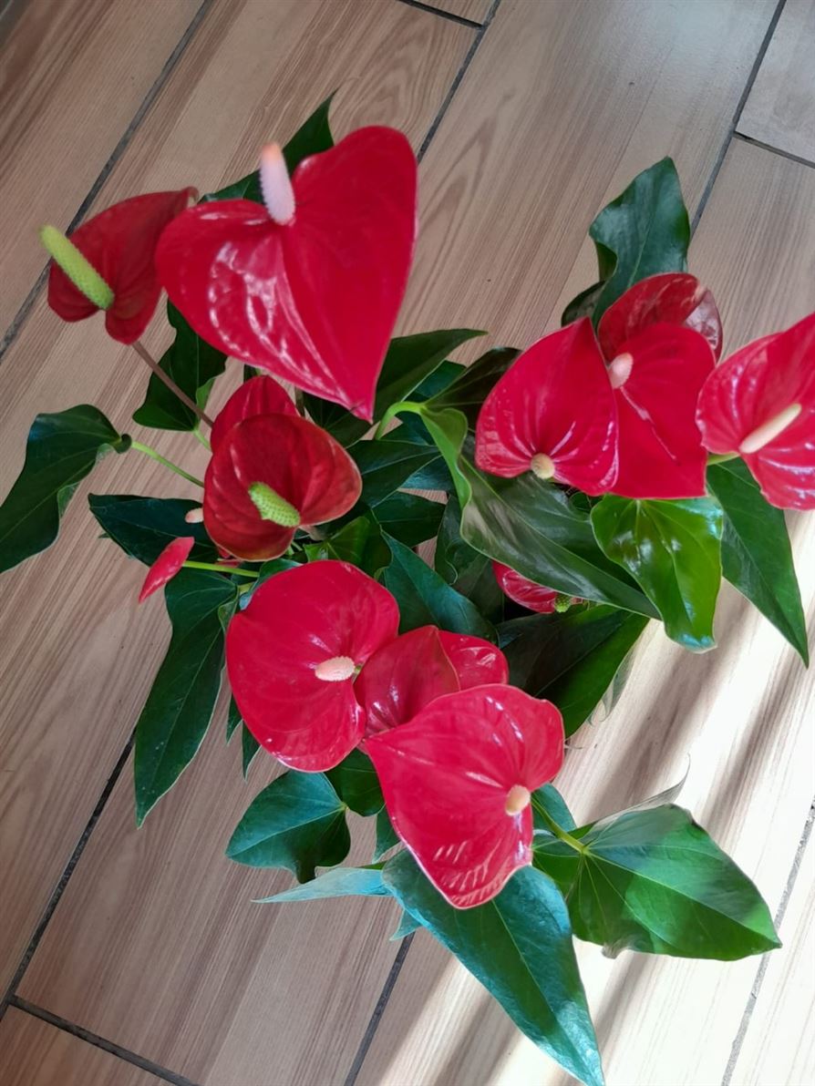 Floricultura e Presentes Santo Antonio