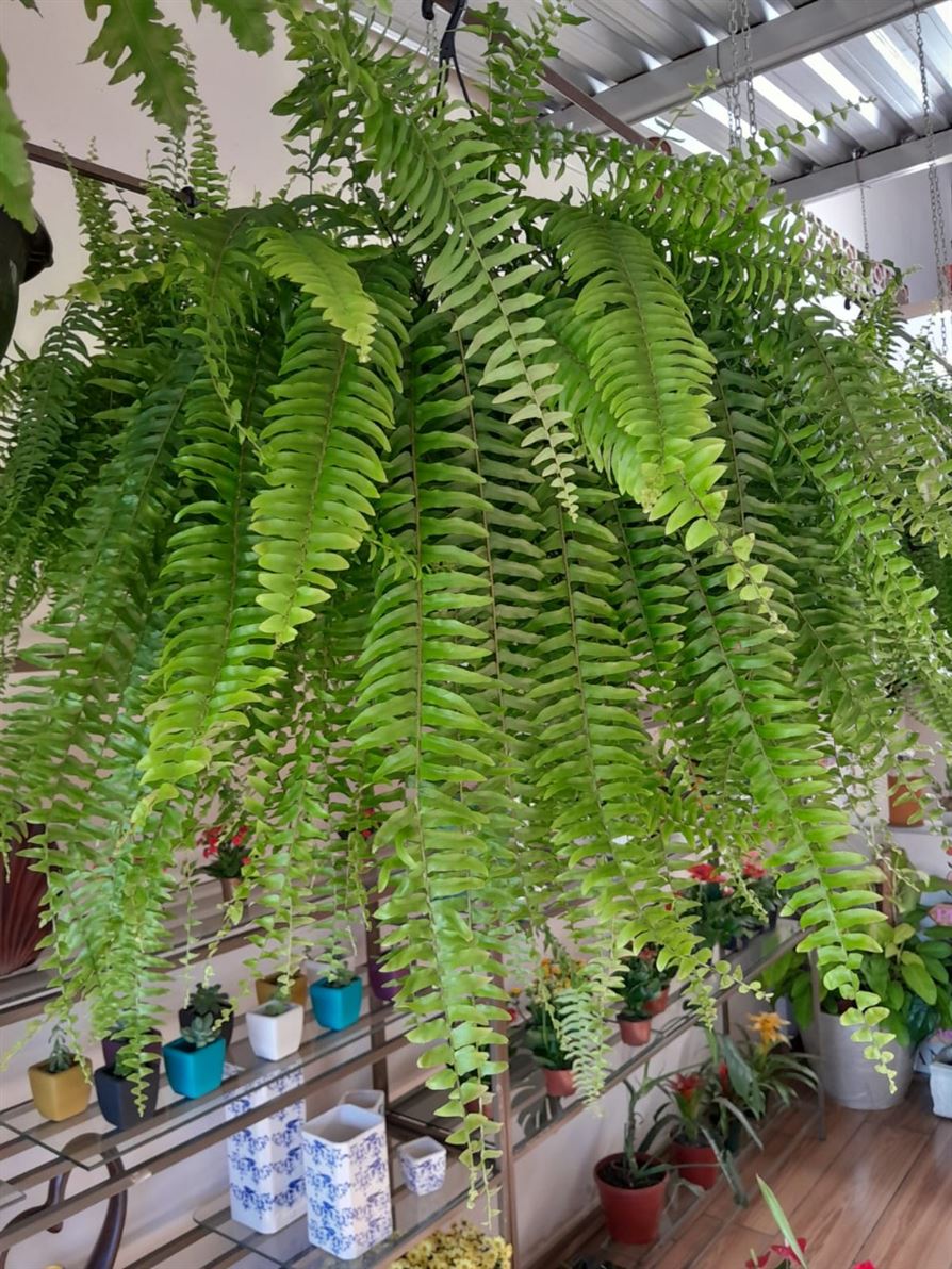 Floricultura e Presentes Santo Antonio