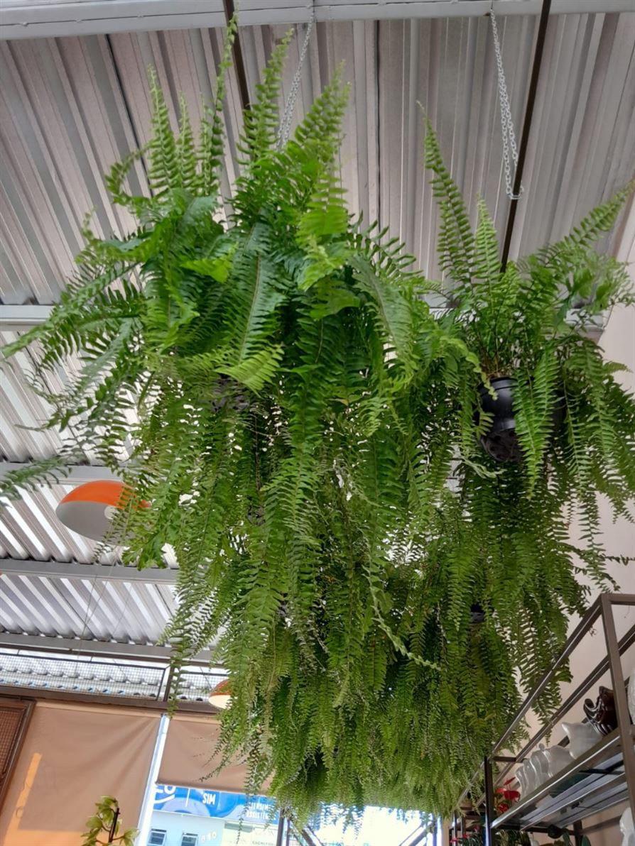 Floricultura e Presentes Santo Antonio