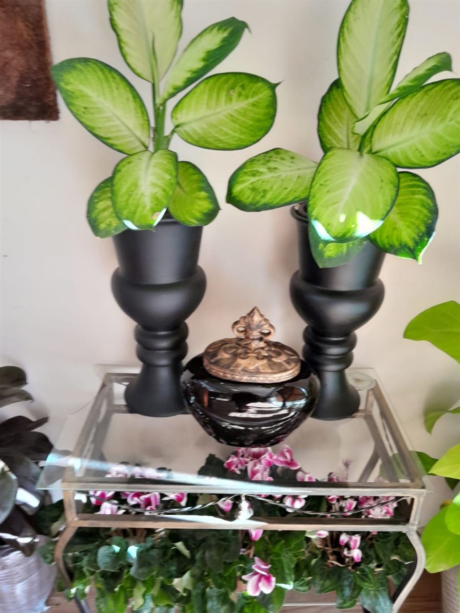 Floricultura e Presentes Santo Antonio