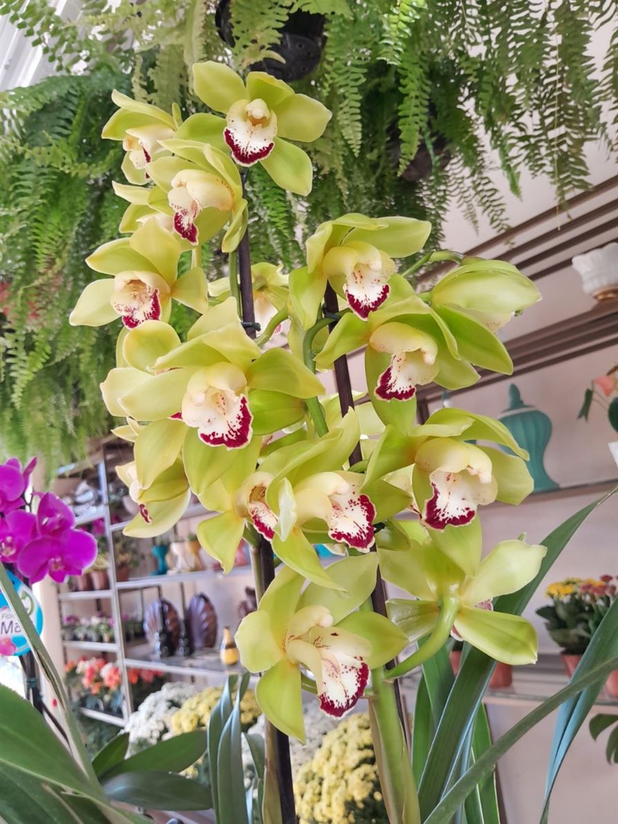Floricultura e Presentes Santo Antonio