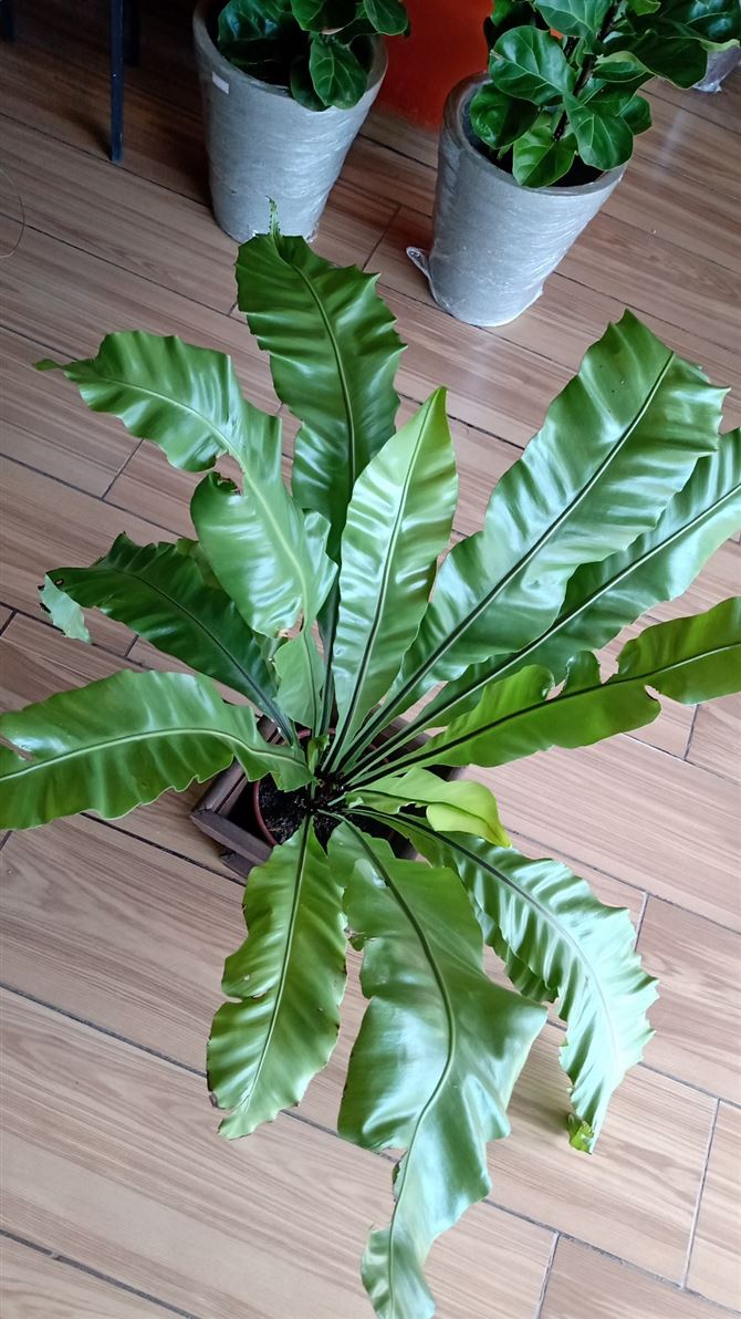 Floricultura e Presentes Santo Antonio