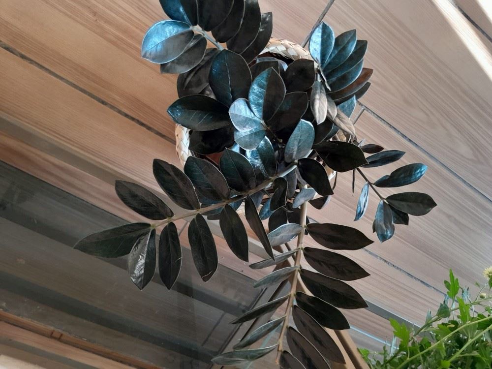 Floricultura e Presentes Santo Antonio