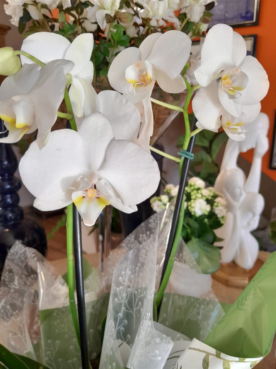 Floricultura e Presentes Santo Antonio