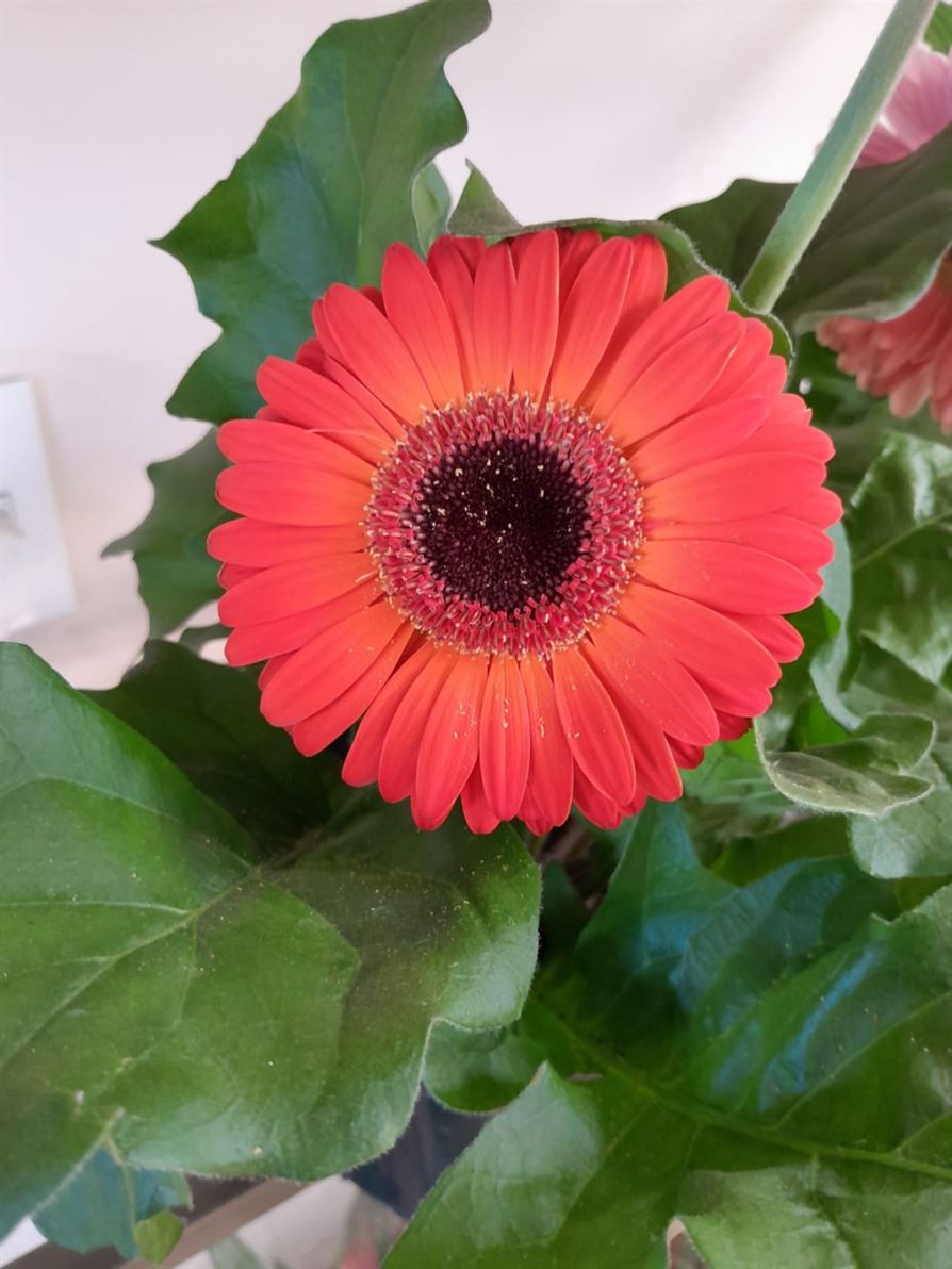 Floricultura e Presentes Santo Antonio