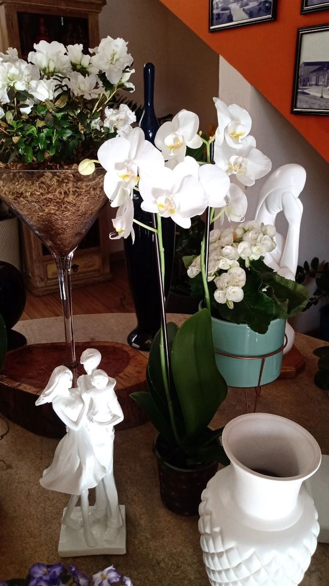 Floricultura e Presentes Santo Antonio