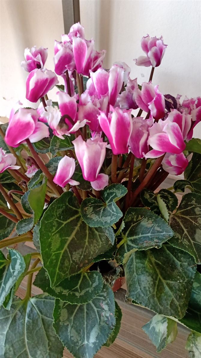Floricultura e Presentes Santo Antonio