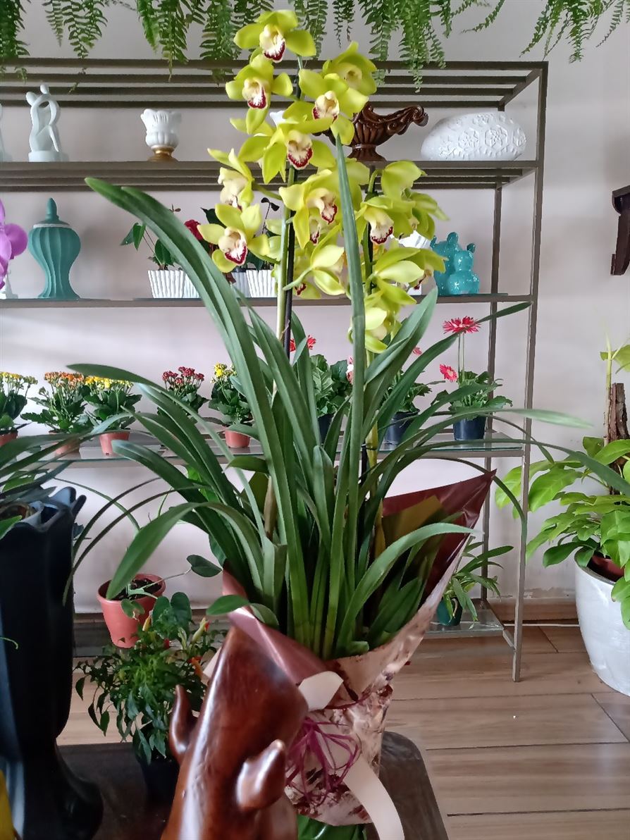 Floricultura e Presentes Santo Antonio