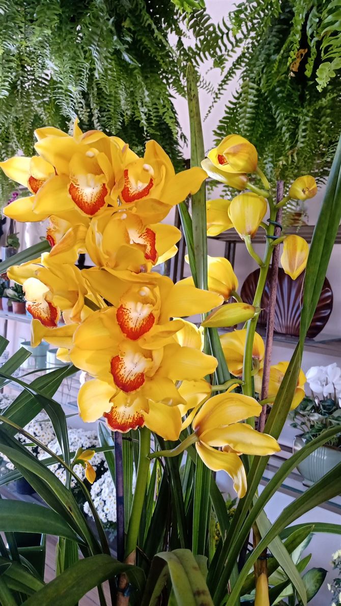 Floricultura e Presentes Santo Antonio