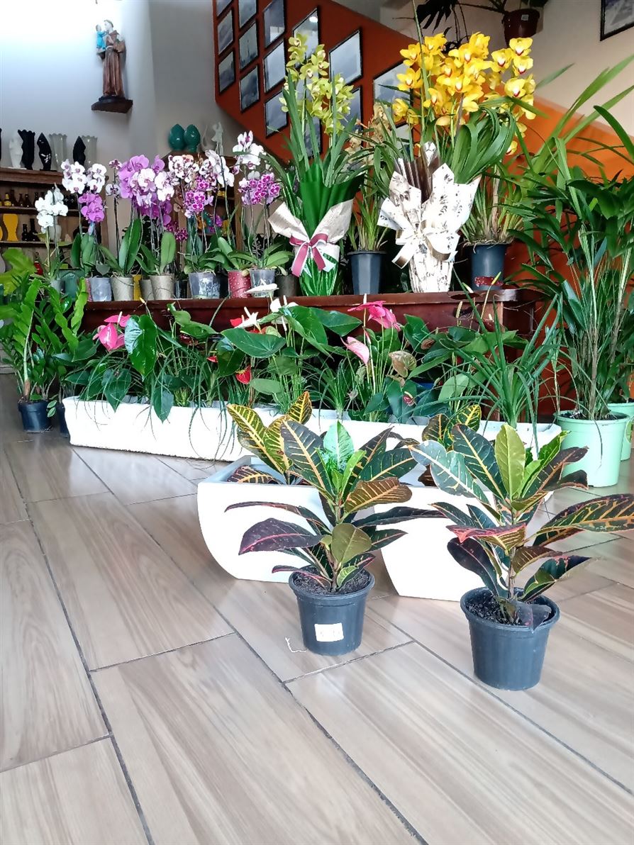 Nossa floricultura recebeu flores ontem e hoje a loja está incrivelmente florida. 