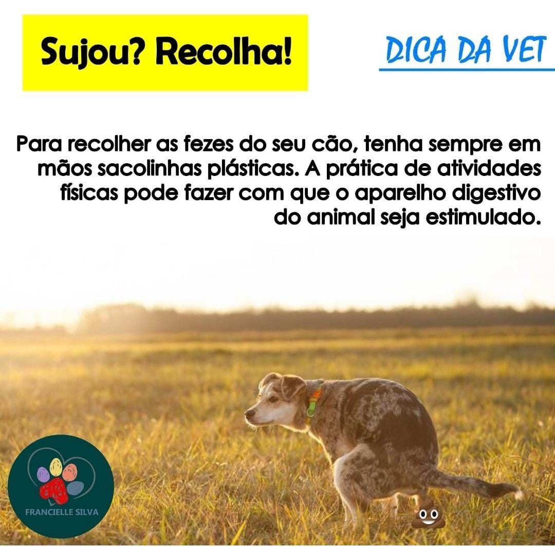 Toda vez que for passear com seu pet, lembre-se!
