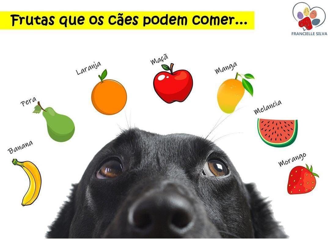 Frutas 
Sim, seu cão pode comer frutas, mas lembrando que sempre em moderação.  A banana deve ser servida sempre sem a sua casca e nunca em grandes quantidades. A banana é rica em potássio, vitaminas A e C e fibras. Excelente para uma boa manutenção do sistema imunológico.  A pera é bastante adocicada e de boa palatabilidade. Ela é fica em vitamina A e C, além de ser uma fonte bastante rica em complexo B. Não é indicado fornecer ao animal a fruta com o talo interno com as sementes.  Ofereça laranja sem casca ou semente, em poucas quantidades. Fonte de vitamina C, possui antioxidantes, substâncias antialérgicas e antiinflamatórias, além de auxiliar no controle da pressão arterial.  Maçã sem sementes ou núcleo, pode ser com casca, em pedacinhos. São ricas em probióticos, aumentam a imunidade e regulam a glicemia. Ofereça a manga sem casca e sem caroço. Fortalece o sistema imunológico, possui sais minerais, fibras e vitaminas A, B e C. Previne o envelhecimento precoce e diminui o risco de doenças degenerativas. Melancia sem sementes e sem casca, em quantidade moderada. Fonte de licopeno e vitaminas A, B6 e C. Morango com pele, em quantidade moderada, preferência para morangos orgânicos. Melhoram a função cerebral, possuem antioxidantes e vitamina C. .
.