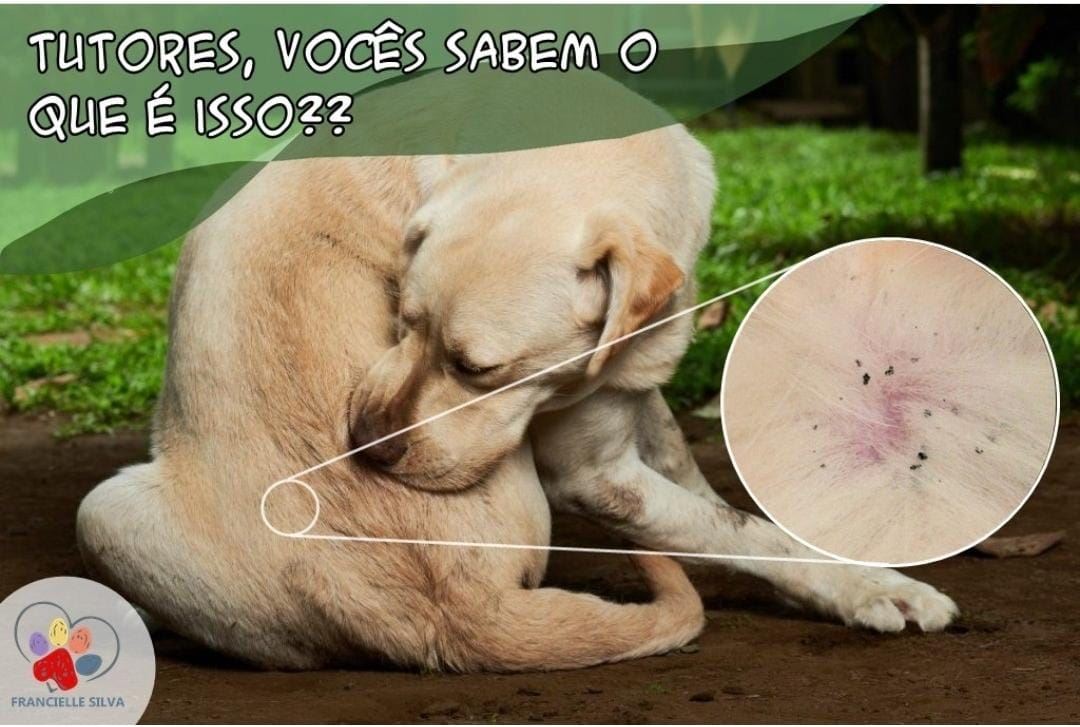 Há quem diga que aquelas micro bolinhas pretas, parecidas com borra de café, encontradas nos animais é sujeira ou até mesmo ovos de ectoparasitas. Mas na verdade, é o cocô da pulga. Os ovos são brancos e normalmente são depositados no próprio ambiente. As pulgas provocam grande incômodo em decorrência das picadas, e além das coceiras ainda transmitem parasitas do sangue, vermes e podem desencadear diversos processos alérgicos, minimizando a qualidade de vida dos pets. Temos que tratar o cachorro e/ou gato e principalmente o ambiente! Apenas 5% das pulgas estão no cachorro, os outros 95% estão no ambiente na forma de ovos, larvas e pupas. Procure um médico veterinário para mais informações.