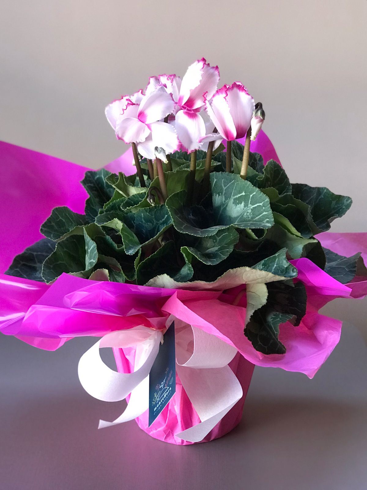 Monteflora