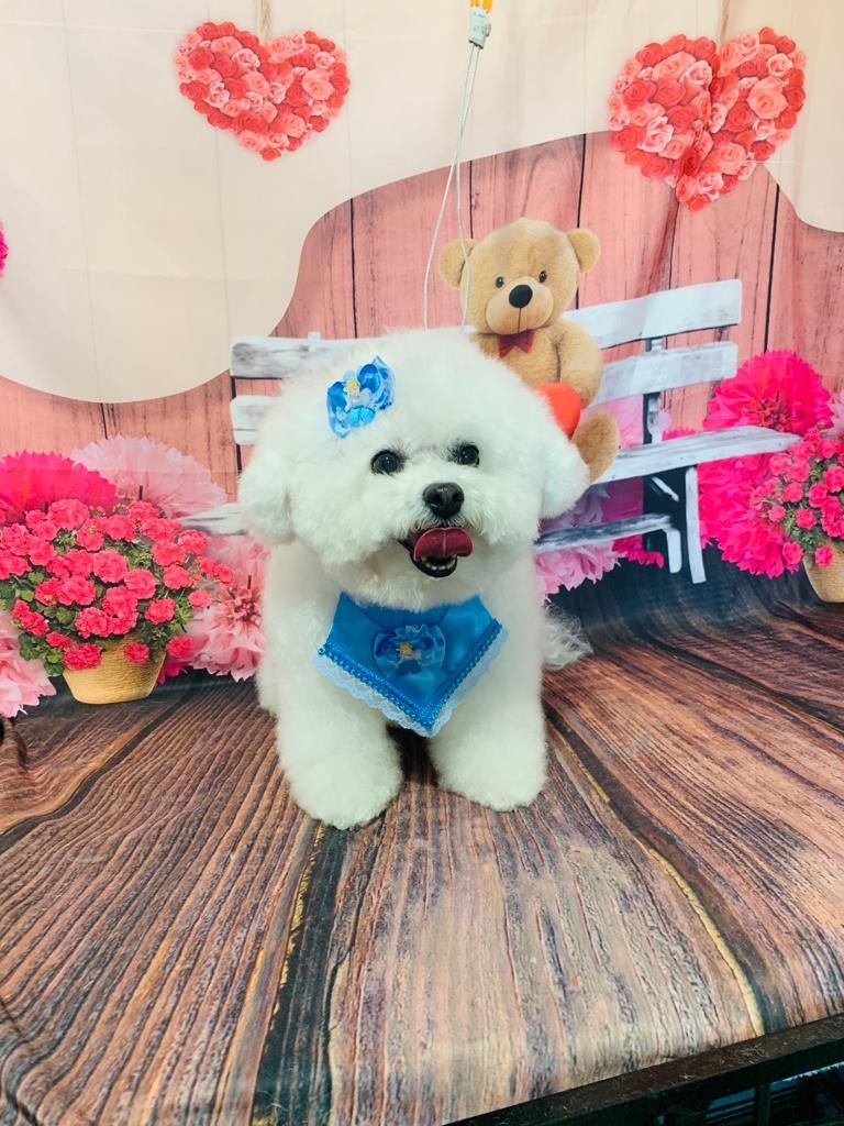 Ju Pet Estética Canina