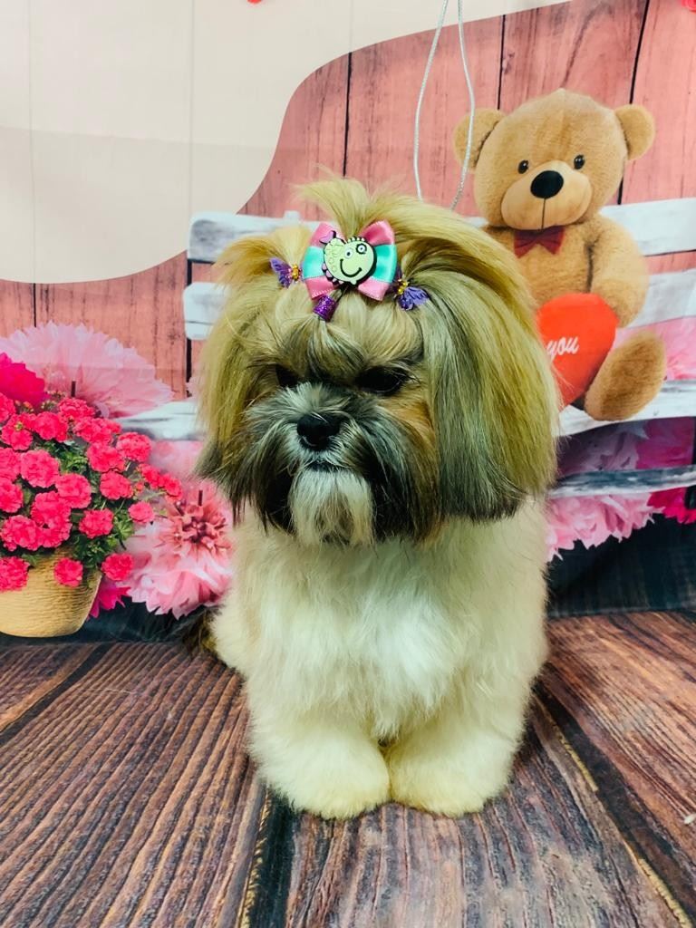 Ju Pet Estética Canina