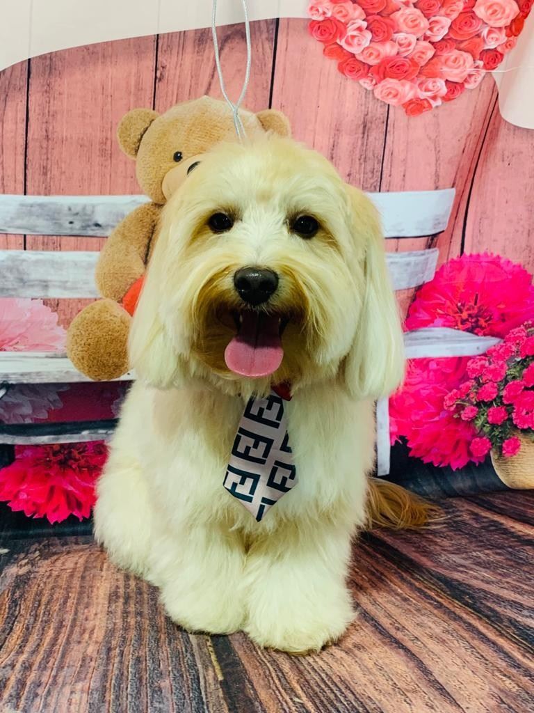 Ju Pet Estética Canina