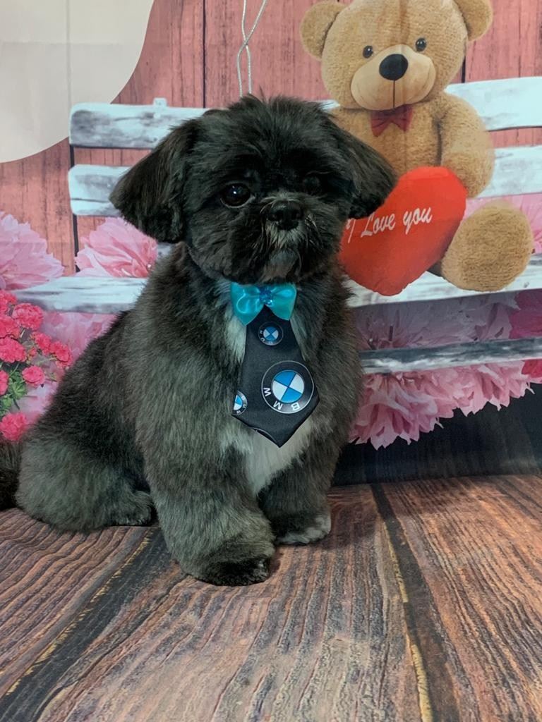 Ju Pet Estética Canina