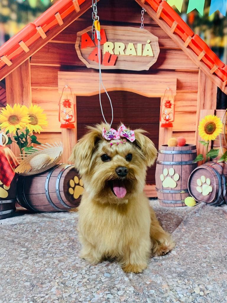 Ju Pet Estética Canina
