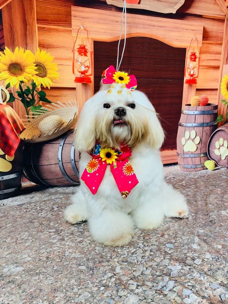 Ju Pet Estética Canina