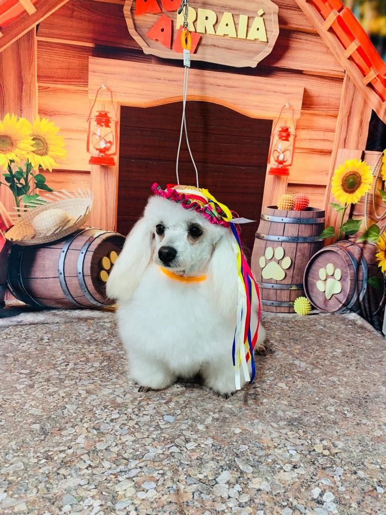 Ju Pet Estética Canina