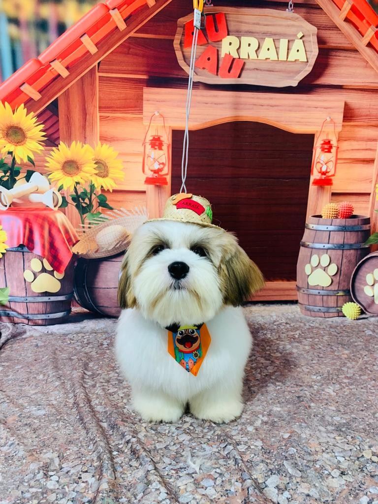 Ju Pet Estética Canina