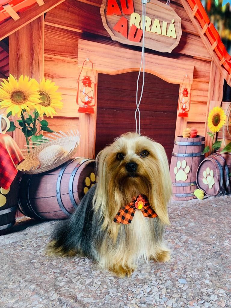 Ju Pet Estética Canina