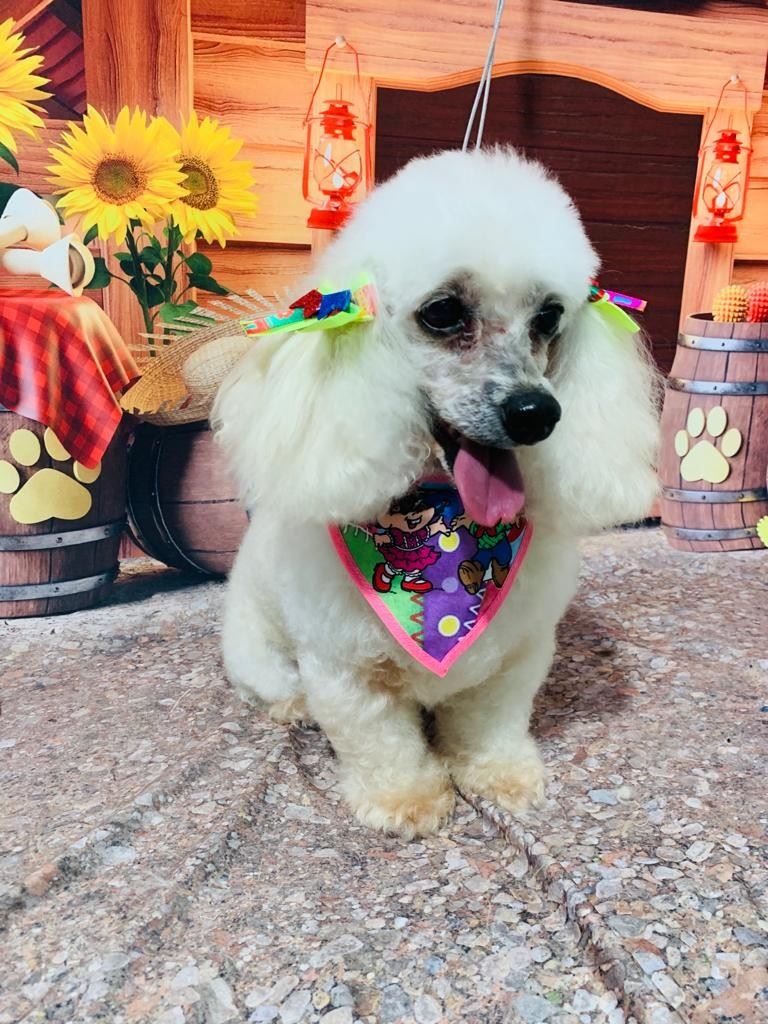 Ju Pet Estética Canina