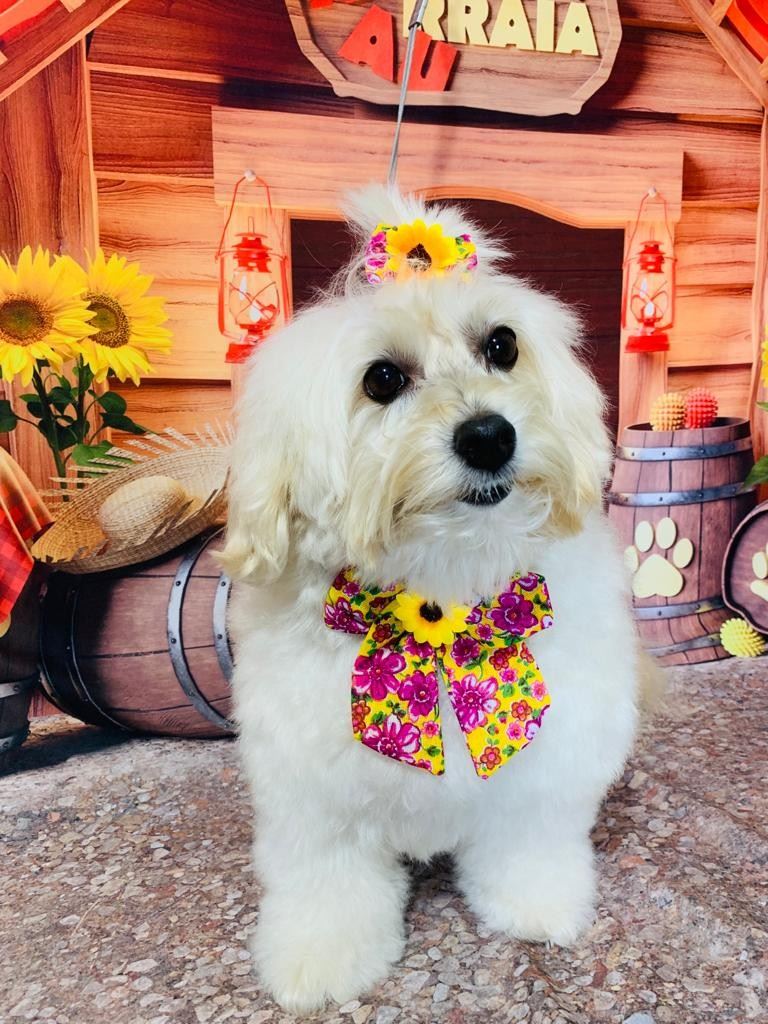 Ju Pet Estética Canina