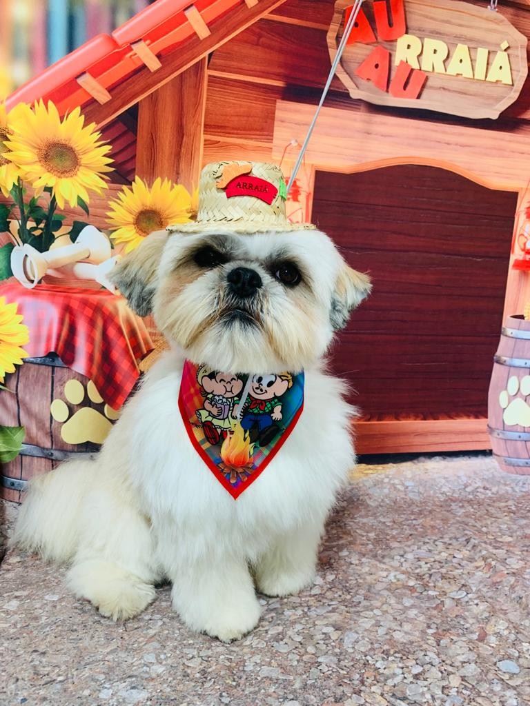 Ju Pet Estética Canina