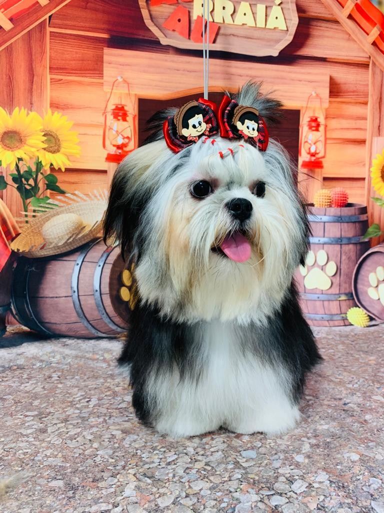 Ju Pet Estética Canina