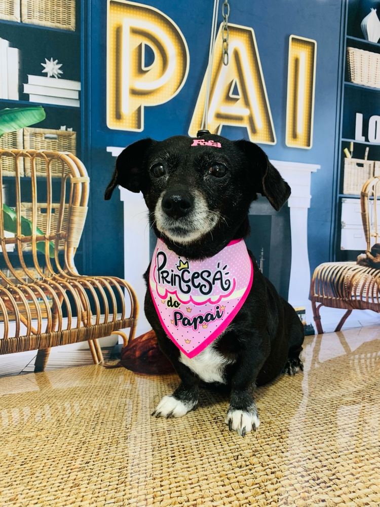 Ju Pet Estética Canina