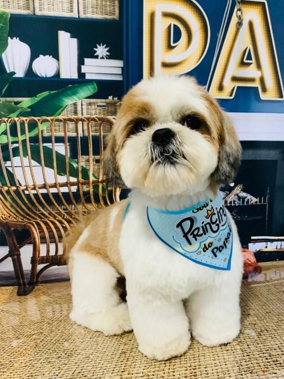 Ju Pet Estética Canina
