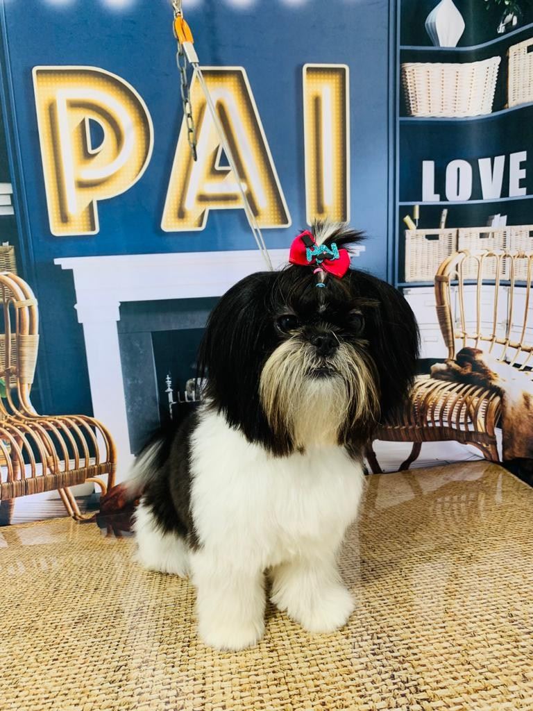 Ju Pet Estética Canina