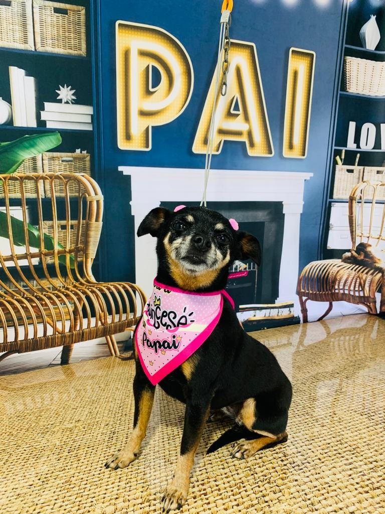 Ju Pet Estética Canina