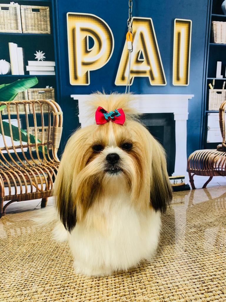 Ju Pet Estética Canina