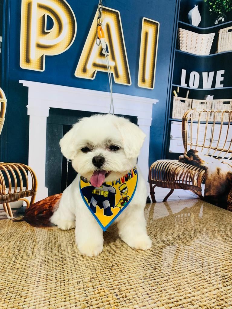 Ju Pet Estética Canina