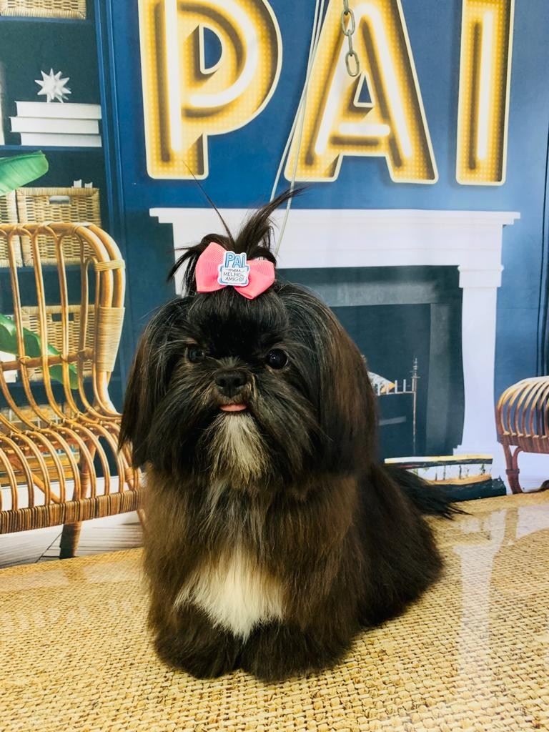 Ju Pet Estética Canina
