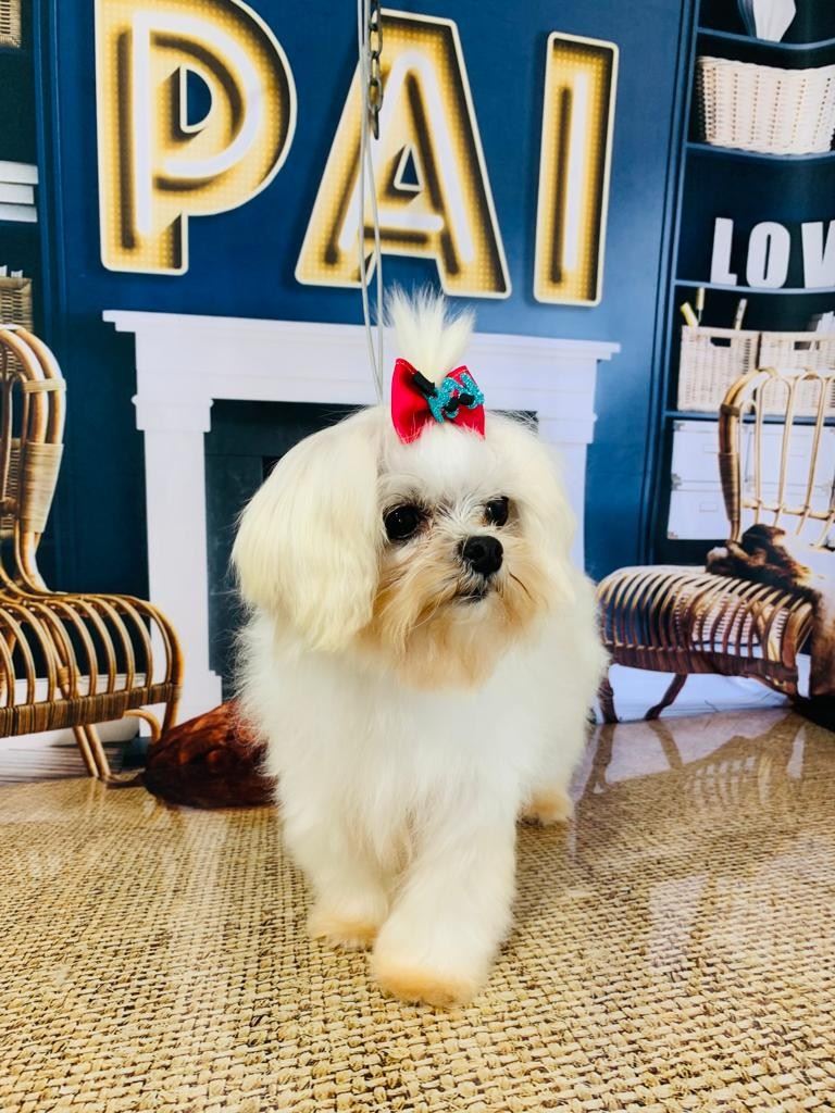 Ju Pet Estética Canina
