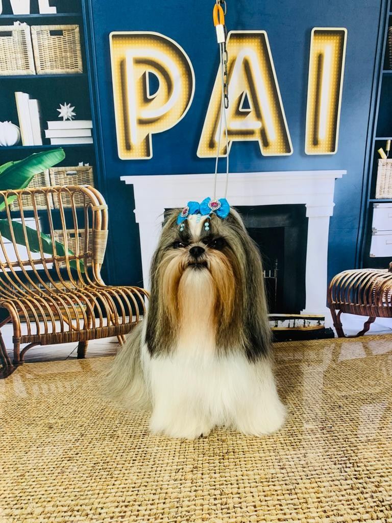 Ju Pet Estética Canina